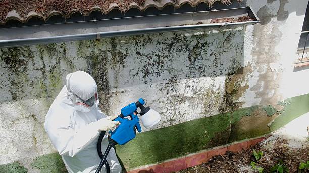 Mold Removal service in Spring City